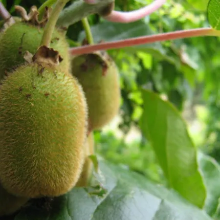 South Beach Гостевой дом 2*