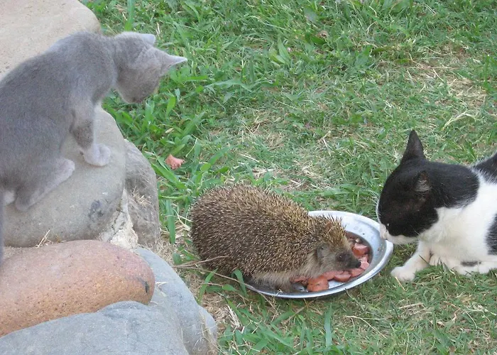 Гостевой дом South Beach Синеморец