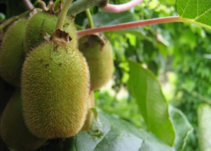 South Beach Гостевой дом 2*