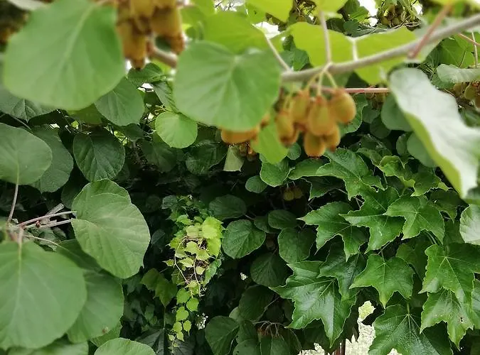 Гостевой дом South Beach