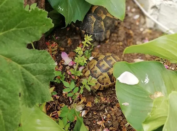 Гостевой дом South Beach Синеморец