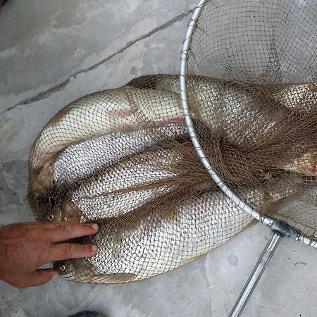 Pensionat South Beach