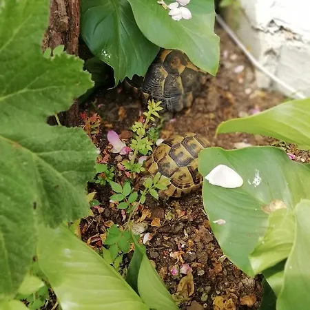 Pensionat South Beach Sinemoretz